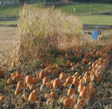 Pumpkin-soup