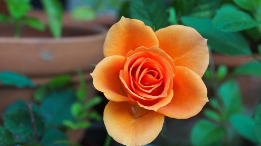 orange-rose